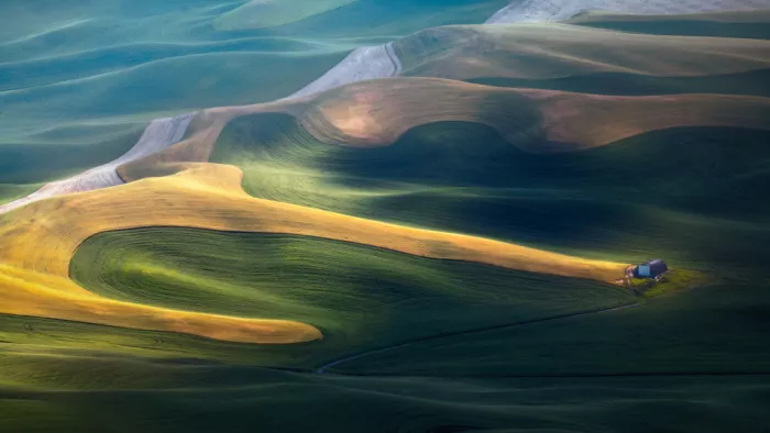 Ying, Li: Wheatfield