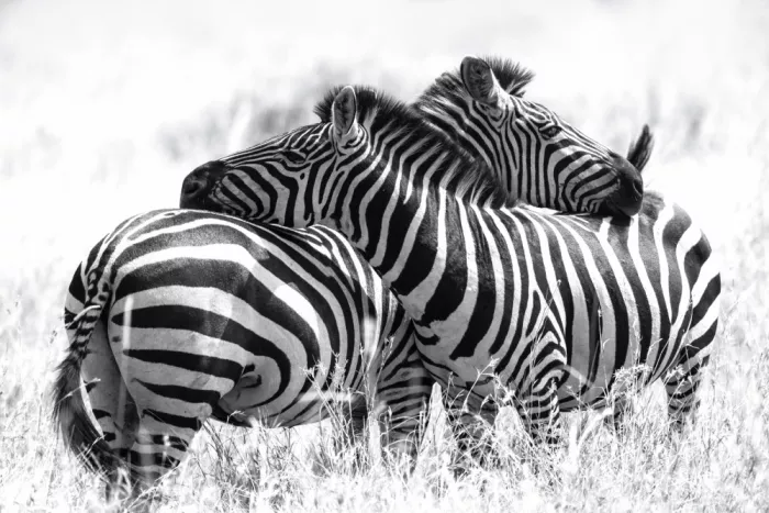 dem, Auf Andrea: Love in black and white