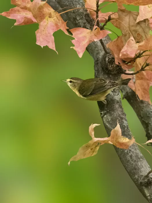 Zhang, Robert: Autumn Perch – Tennessee Warbler