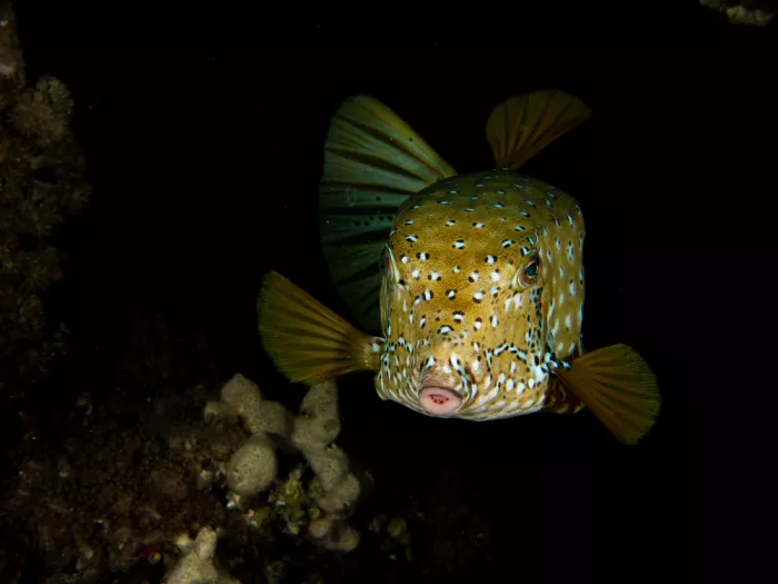 Tov, Ben Ilan: Yellow Boxfish