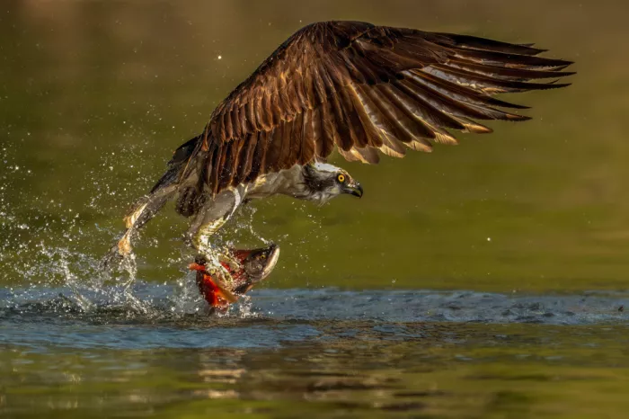 Wang, Victor: Osprey Catching Kokanee Salmon