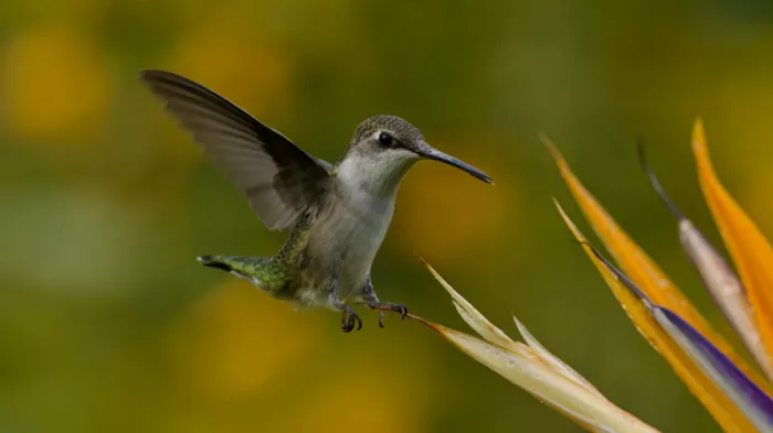 Lam, Gavin: Colibrì golarossa