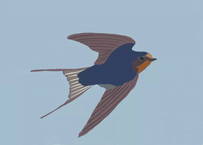 Bursic, Sharyn: Starling Blaubird