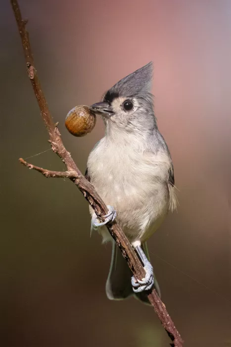 Zhang, Robert: Acorn Feast – Tufted Titmouse