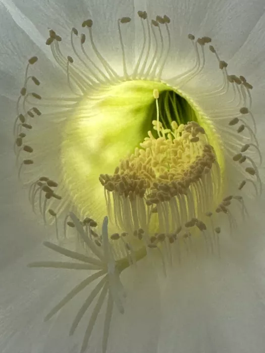 Pelletier, Andre: In the heart of a flower