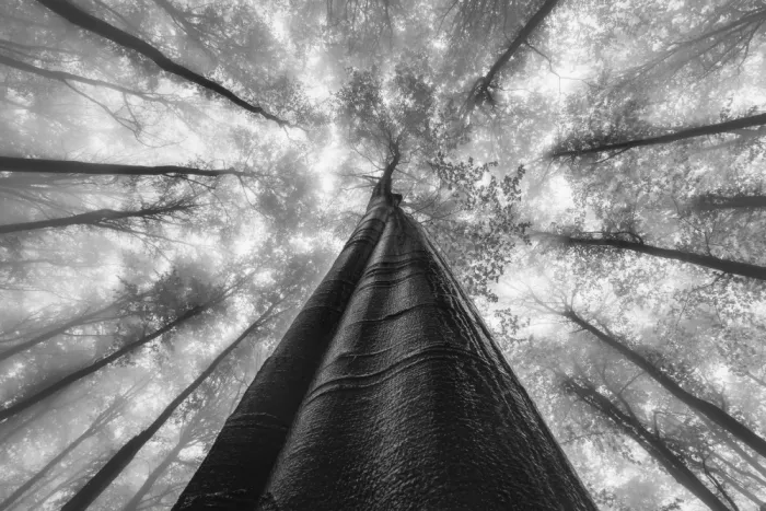 Pavlasek, Tom: Reaching the Sky