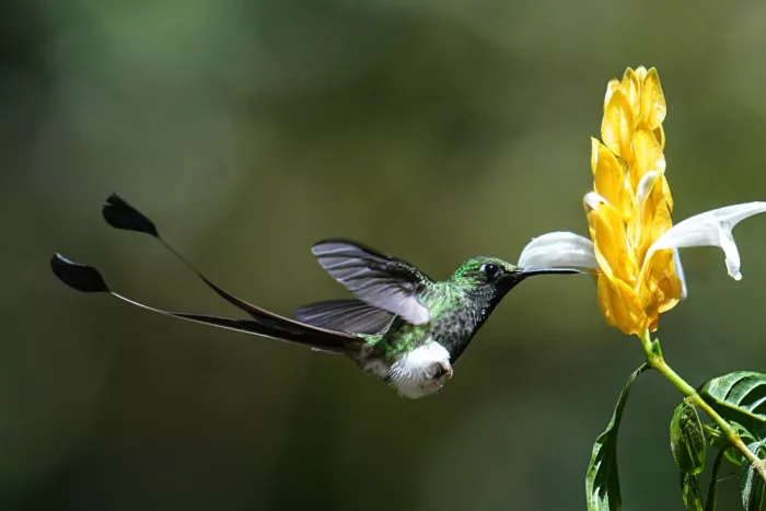 Qin, Xuemei: Colibri à raquettes botté