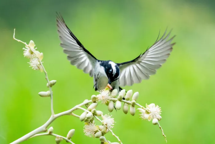 Truong, Van Tran: Fantail Bird Catching A Worm