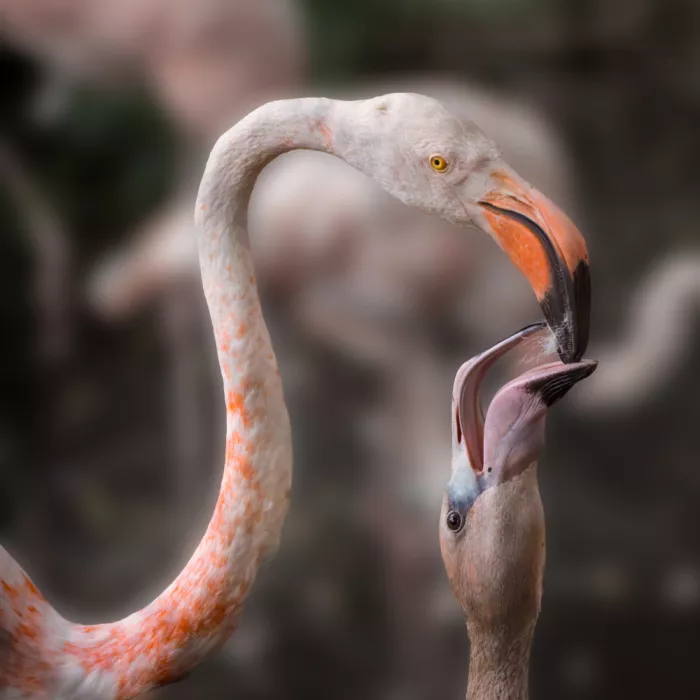 Louwen, Fred: Flamingos