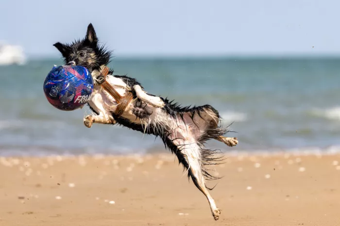 Ronnie, Khan Azim: Dog in action