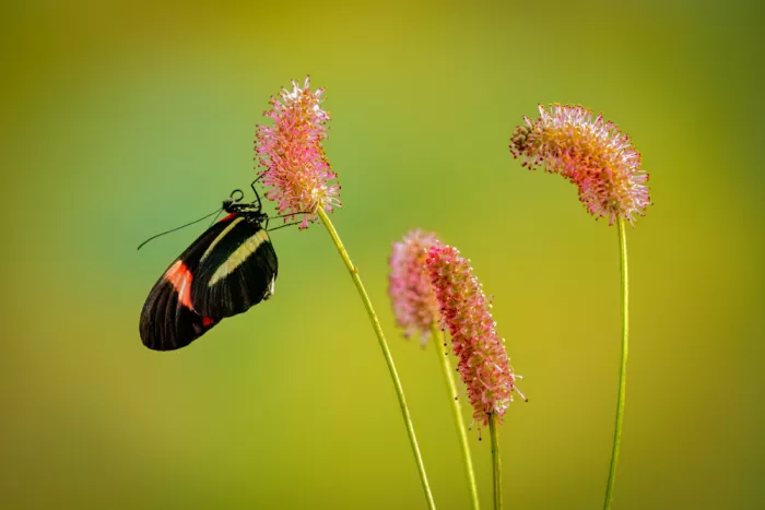 Haaksma, Piet: Art of nature
