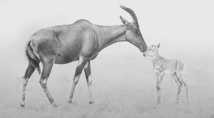 Jiao, Yang: Mom and her newborn baby