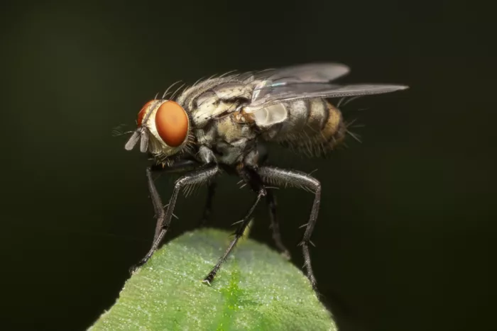 Lester, D Linda: Ritratto di una mosca