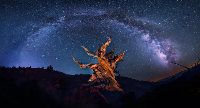Zheng, Michael: Bristlecone Under The Night Sky