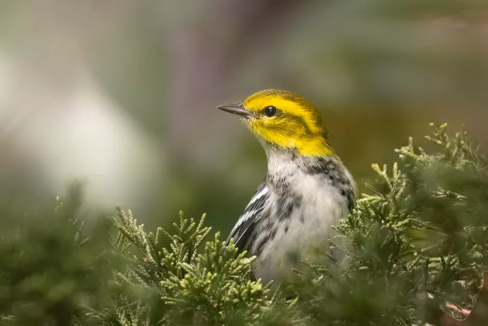 Zhang, Robert: Black-throated Green Warbler in Autumn Glow