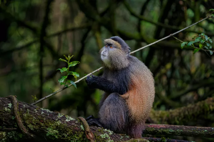 Cai, James: Kung Fu Monkey