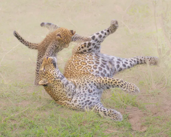 Jiao, Yang: Leopard and Cub in Playful Acrobatics