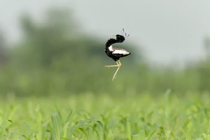 Sikand, Puneet: Arial Artistry