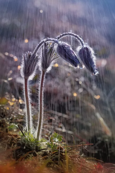 Daminelli, Fabrizio: Lluvia
