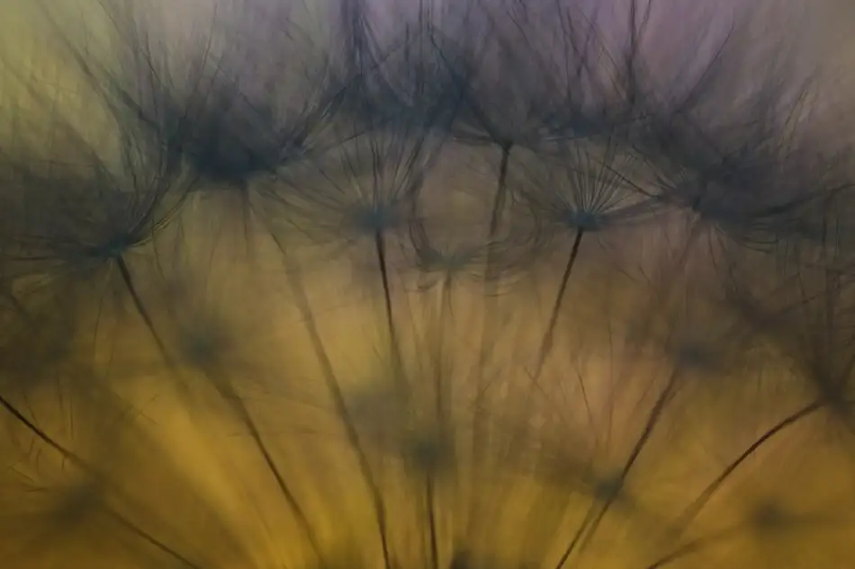 Siegers, Ricky: Taste of spring