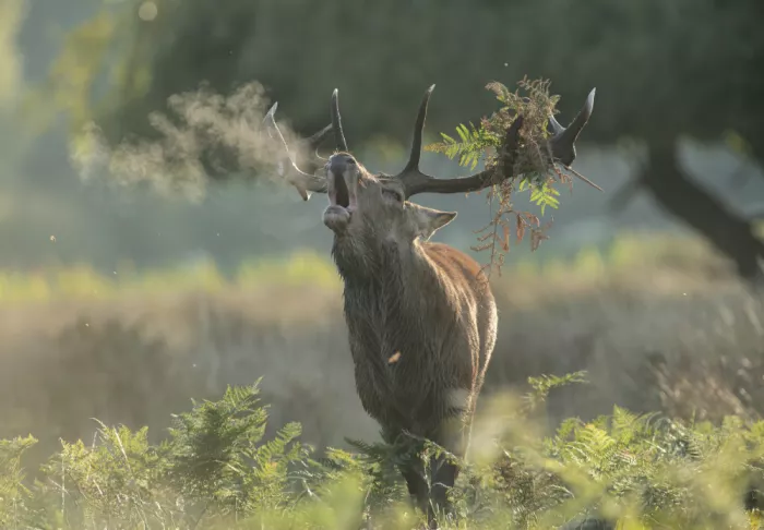 fotorax, Jevric Radojica: Morning Breath