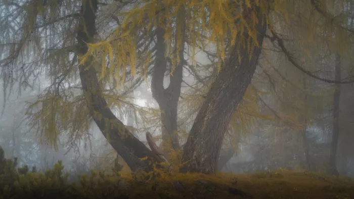 Franzoni, de Thomas: Der träumende Baum