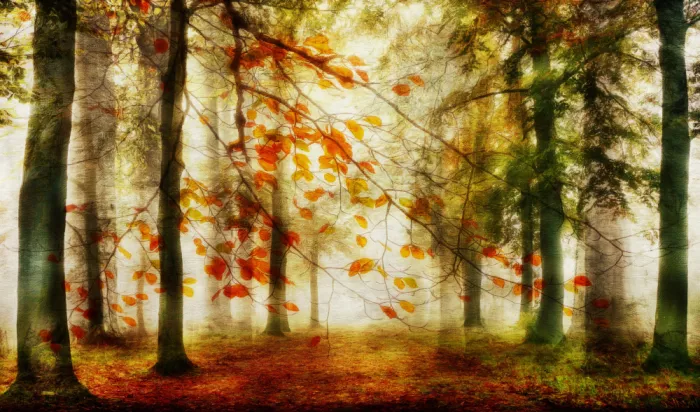 Lee, van Hilda: autumn leaves