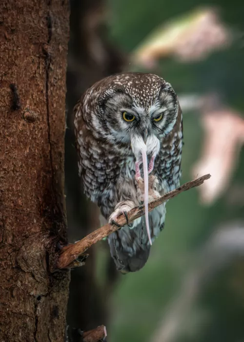 Šimic, Joško: Koconogi čuk  (Aegolius funereus)
