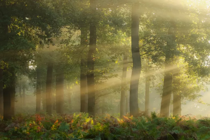 Lee, van Hilda: Goldenes Herbstlicht