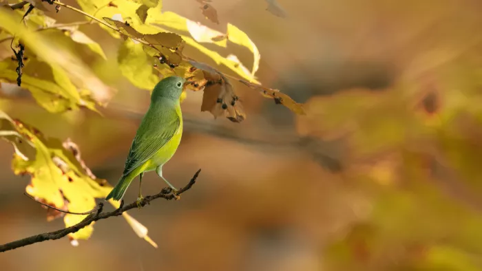 Zhang, Robert: Golden Glow – Nashville Warbler