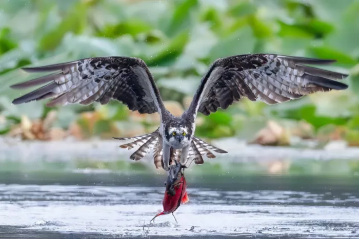 Wang, Victor: Osprey Catching a Kokanee Salmon