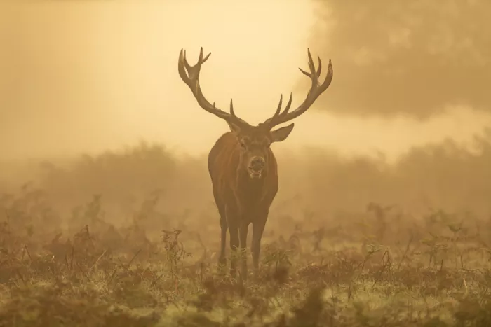 fotorax, Jevric Radojica: King of the Mist