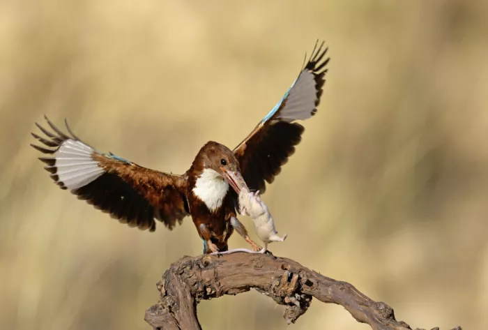 Waldmann, Shlomo: Kingfisher the killer