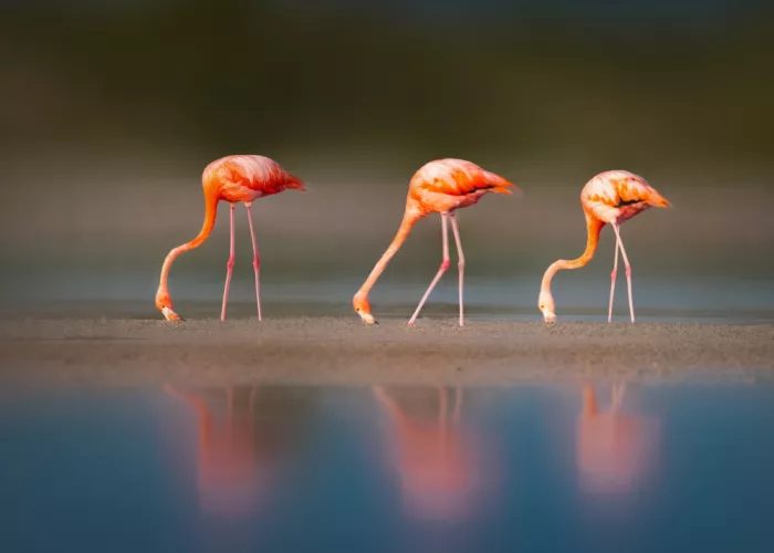 Ying, Li: Flamingos