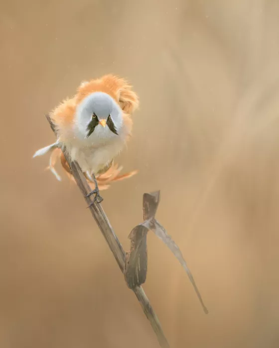Meier, Tom: Fluffy