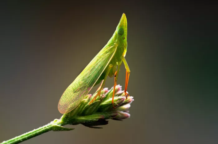 Summer2016: Hoppers of North Carolina