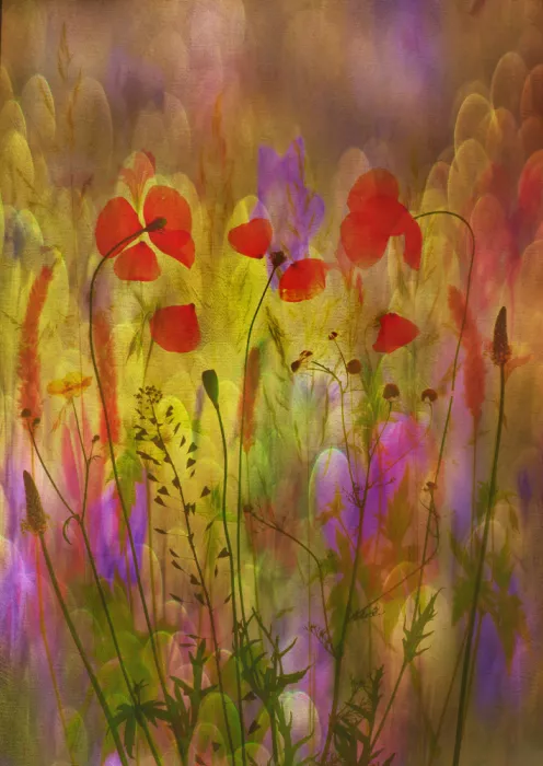 Lee, van Hilda: jolly fieldflowers