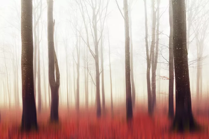 Davidsson, Gustav: Misty Forest