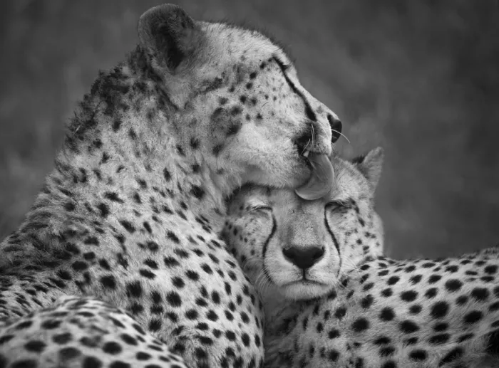 Hoog, de Roelof: Wild love