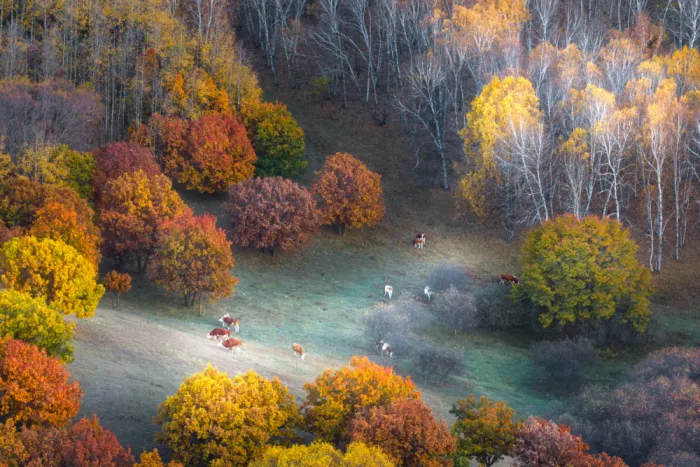 Simoon: Pastoral Fun in Autumn Forests