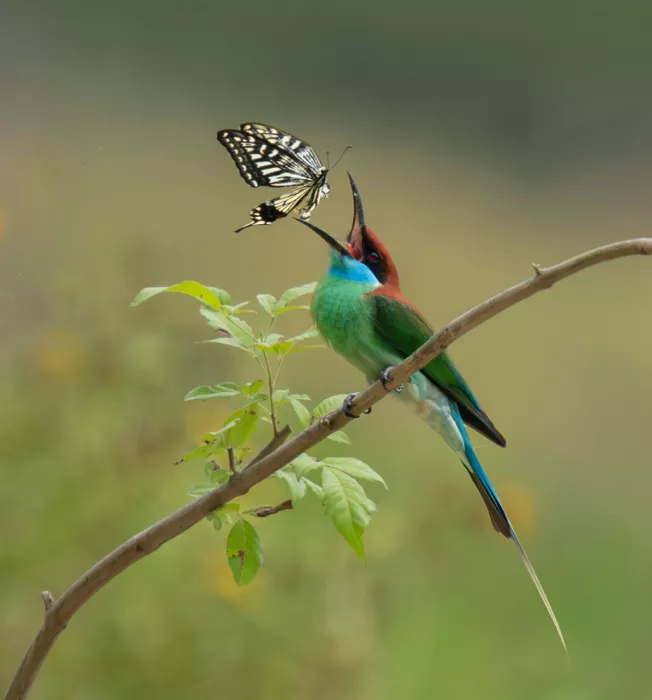 Hu, Mei: Blue-throated Bee-eater Playing with a Butterfly