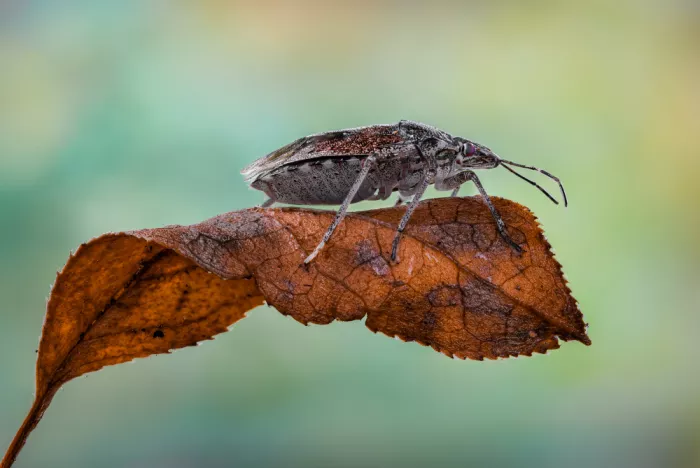 Saluja, Atul: Susurros de otoño