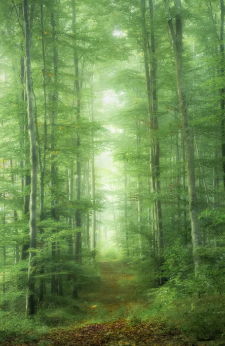Eisenmann, Ulrike: Bavarian woodland