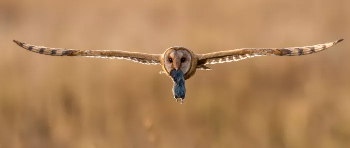Wang, Victor: A Successful Hunt