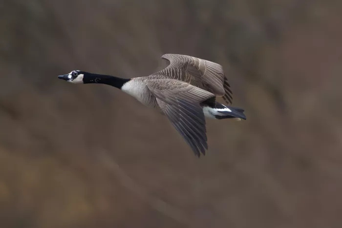 Wallberg, Allan: Canada goose