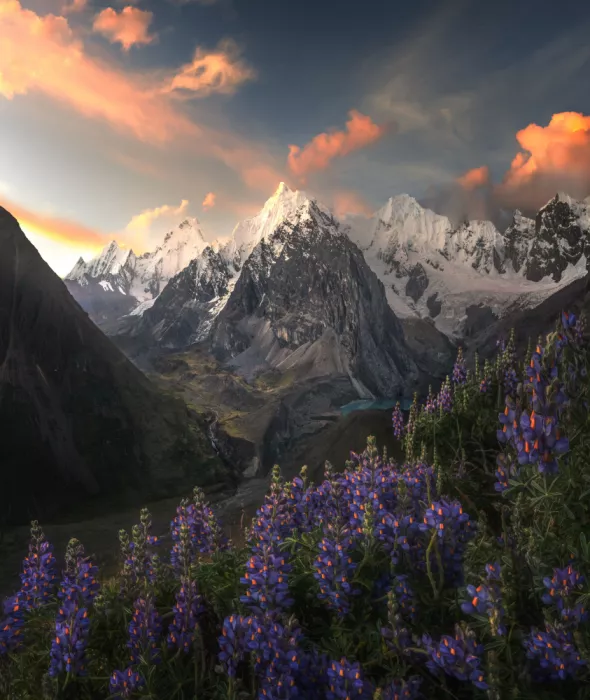 P., Ruiqing: Lupines beneath the Peaks