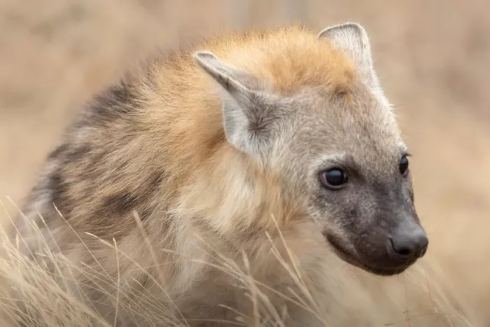 Haenen, Jeke: Hyena