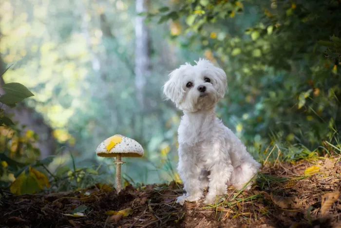 Kazun, Andrii: Mushroom picker...