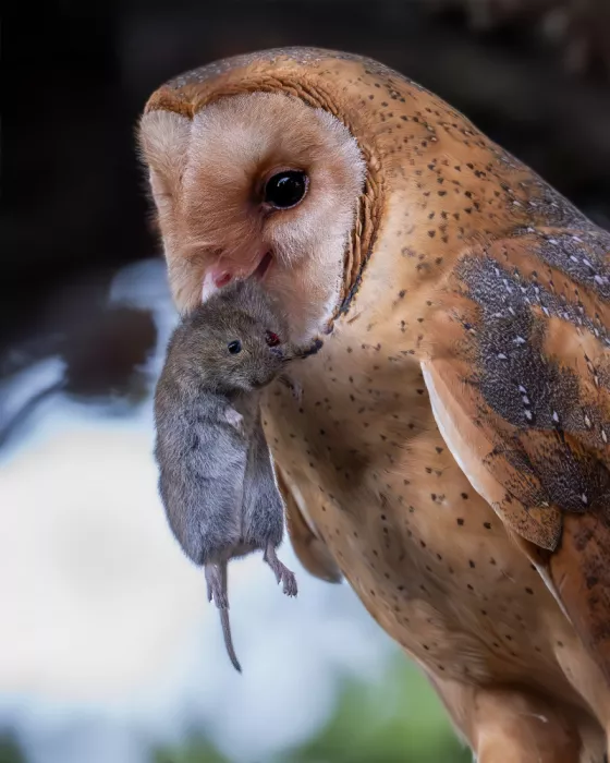 Wang, Victor: Barn Owl and Its Prey
