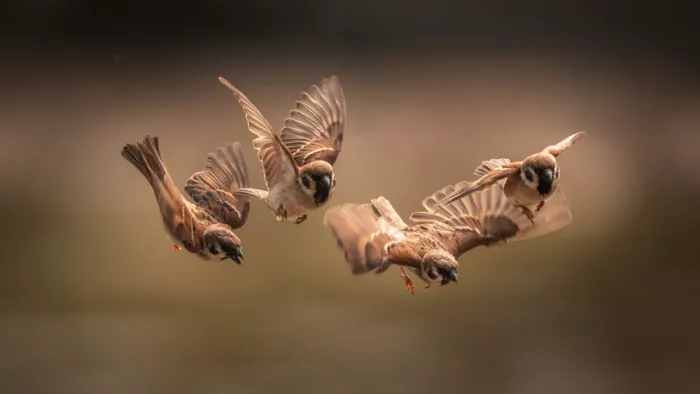 tianhuayu: Dance of Wings